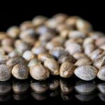 Rola genetyki w tworzeniu nowych odmian nasion marihuany