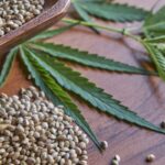 Porównanie: Barney’s Farm vs Royal Queen Seeds – kto dla kogo?