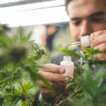 Terpeny a efekt terapeutyczny marihuany