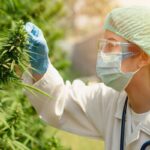 Jakie obowiązki mają lekarze przepisujący marihuanę leczniczą? Aspekty formalne i prawne